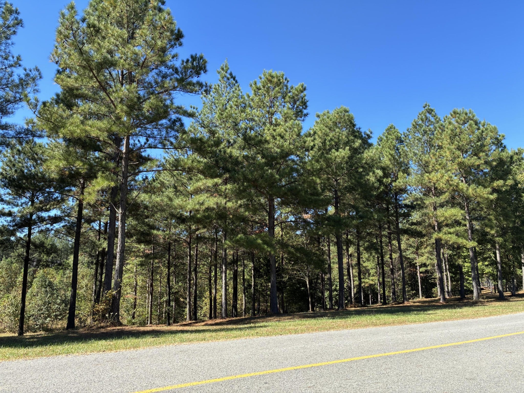 241 Pappy Road