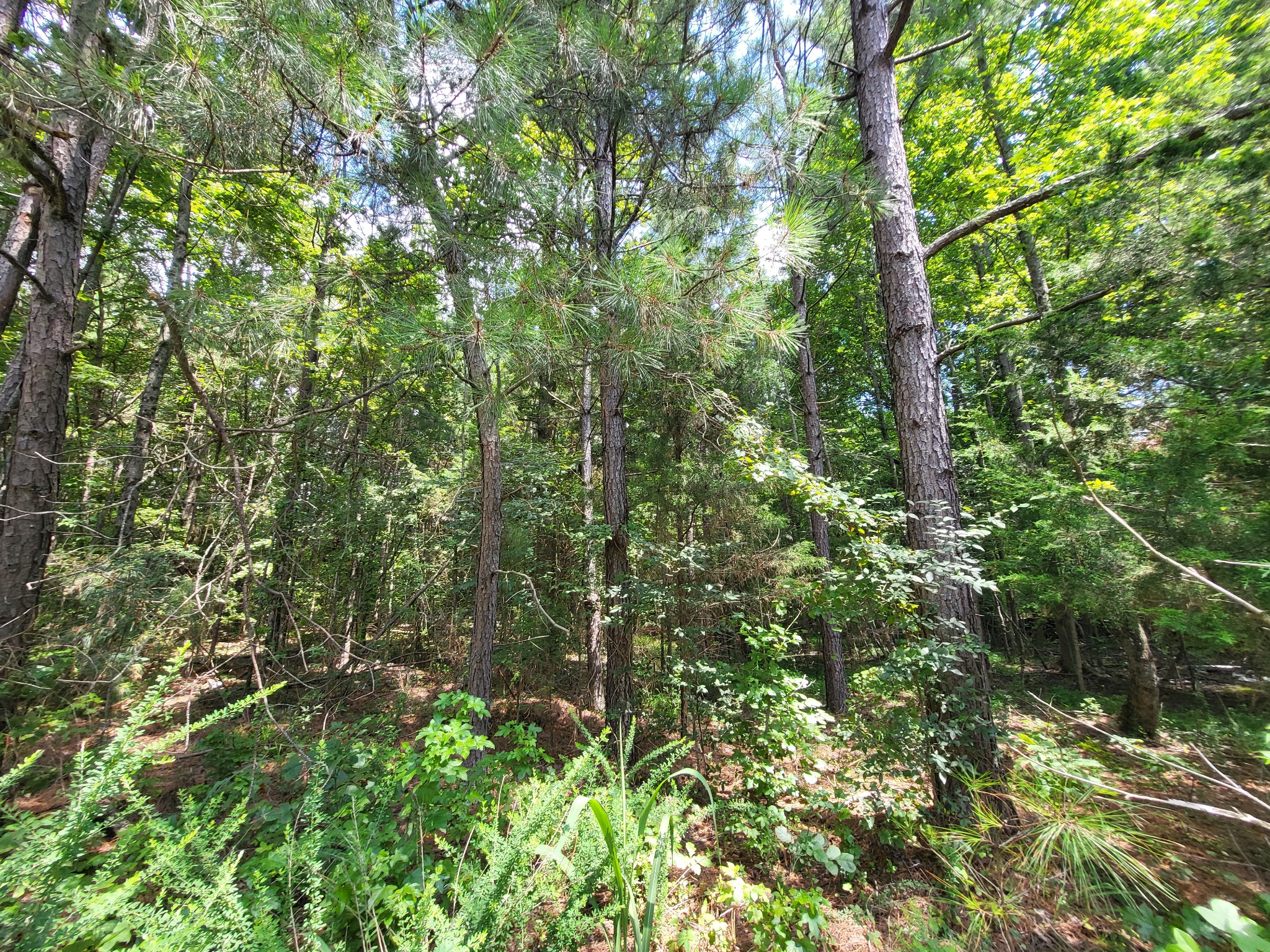 3 Chestnut Hill Rd