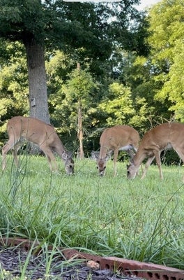 518 HAYES RIDGE RD, INDIAN MOUND, TN 37079 - Image aeeea36fc51932f7b0adbcf589e6295a/1453777704