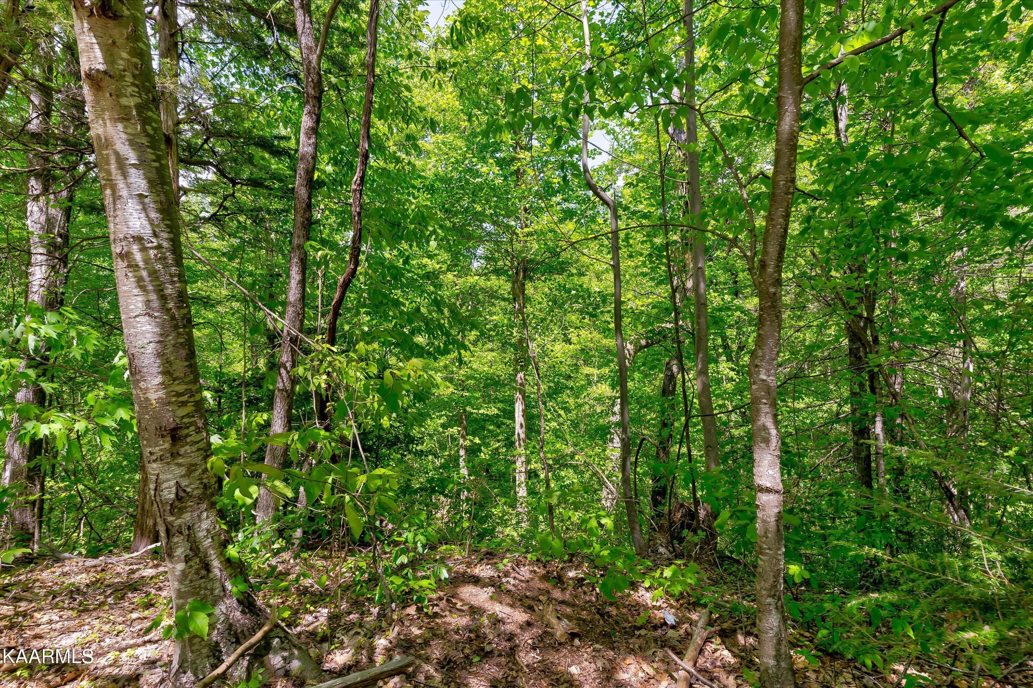 650 Silver Poplar Lane