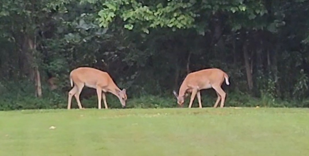 2464 Bucket Branch Rd