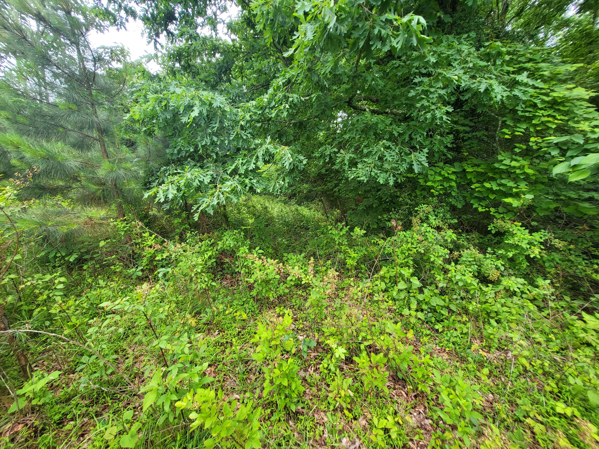 5913 Dividing Ridge Rd