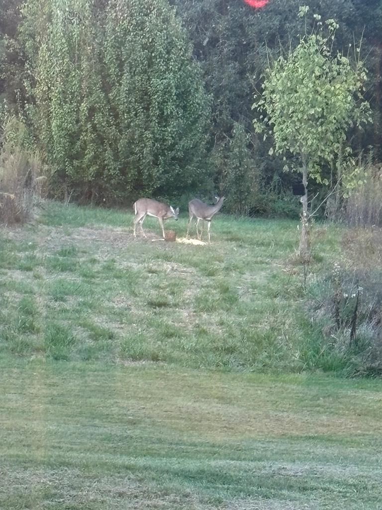 9860 Cerulean Sinking Fork Rd