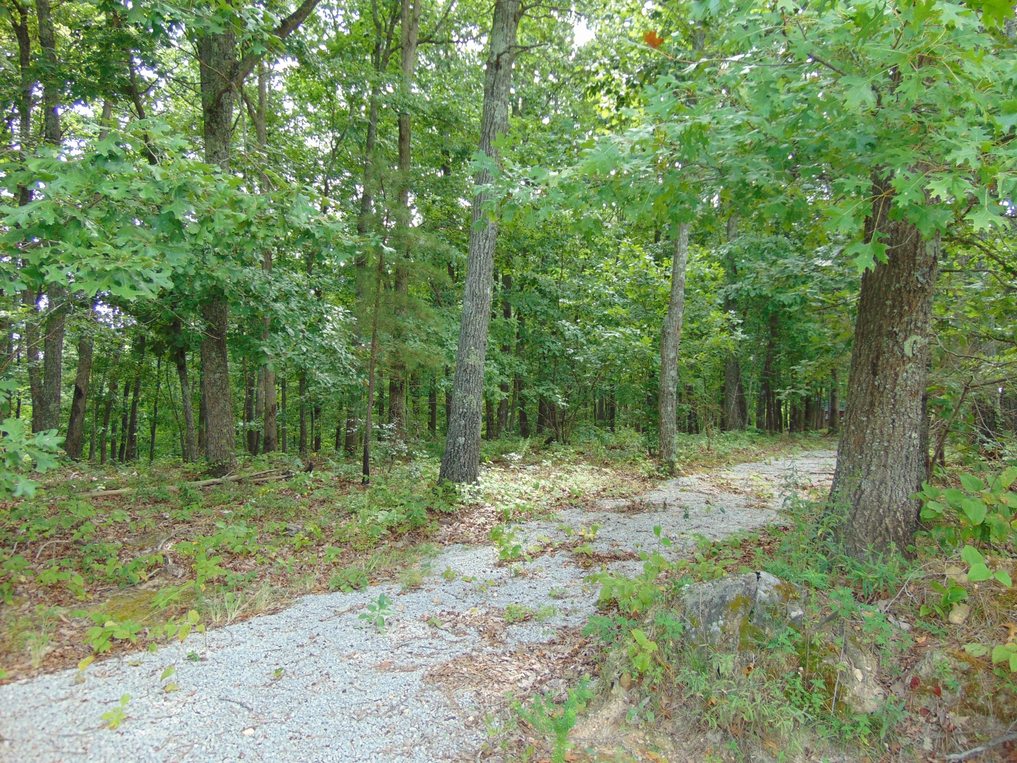 View Summertown, TN 38483 land