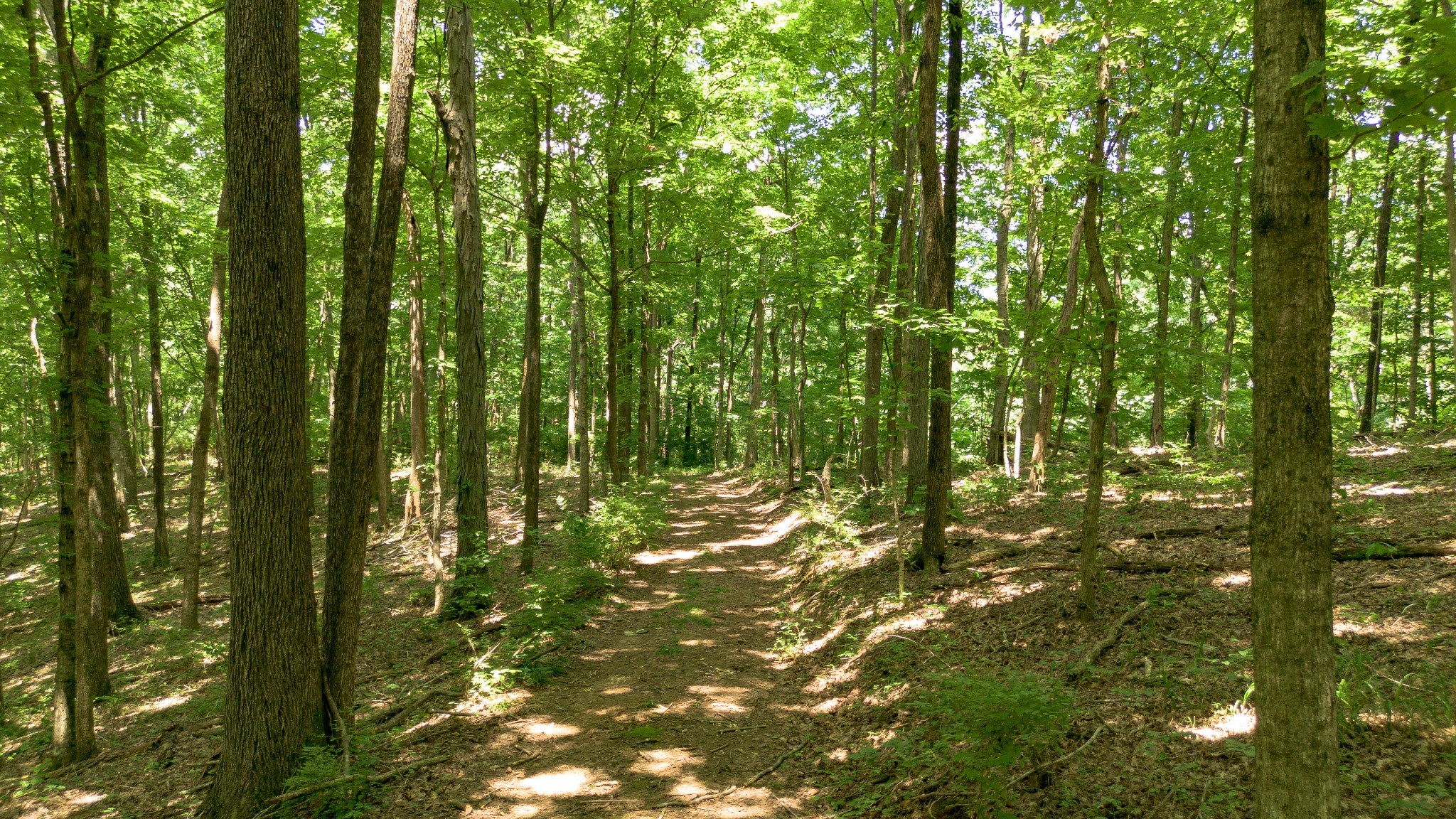 0-bed lot for sale in Nashville, TN 37209, 8218 Old Pond Creek Rd 8218 Old Pond Creek Rd, Nashville TN 37209 0-bed lot, photo 3 of 33