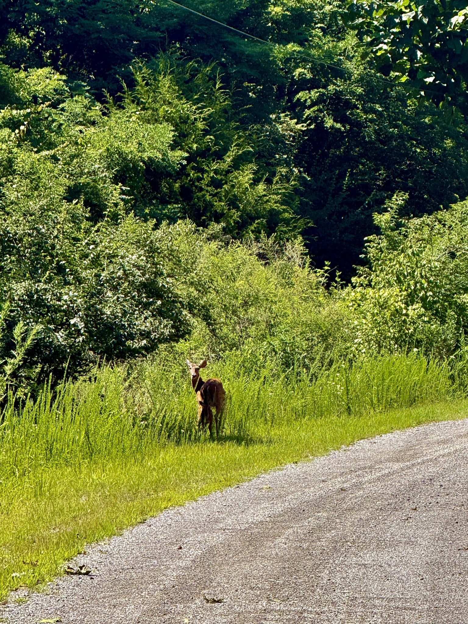 1 Teludachee Trail