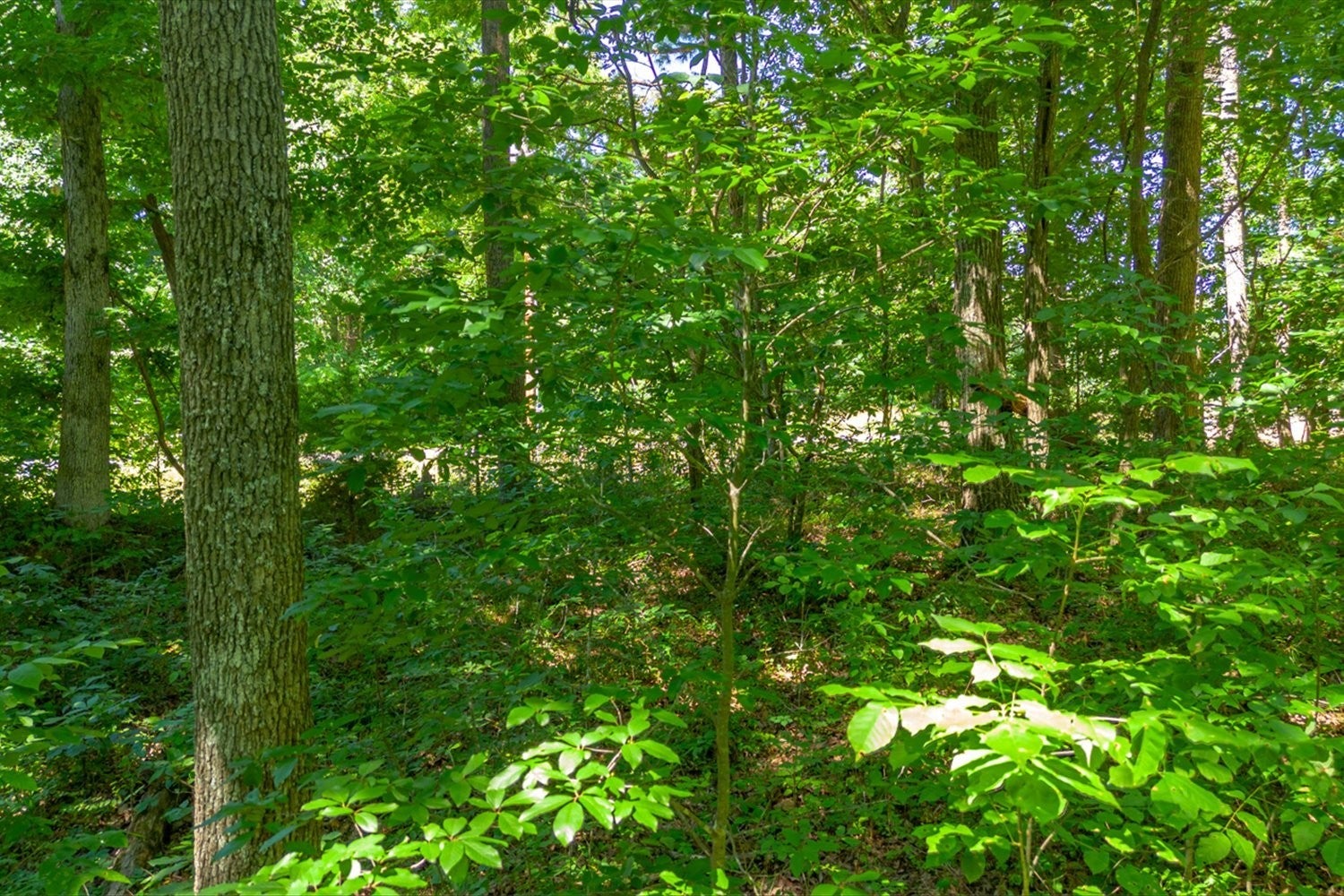0 Chestnut Ridge Rd