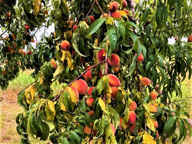 2270 Shuler Branch Rd