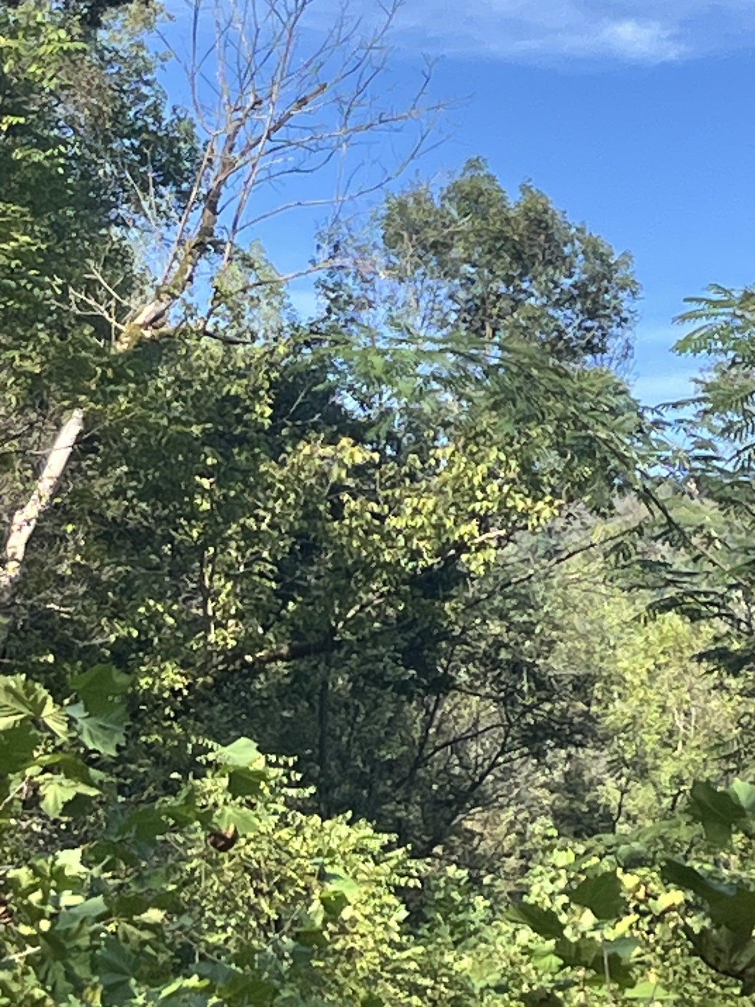 0 NEELEY CREEK RD