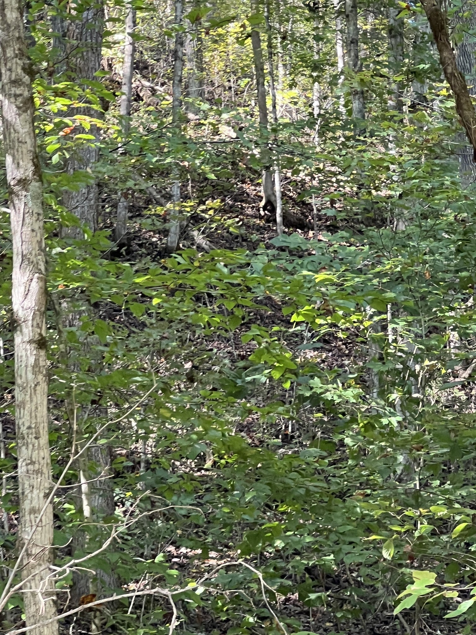 0 NEELEY CREEK RD