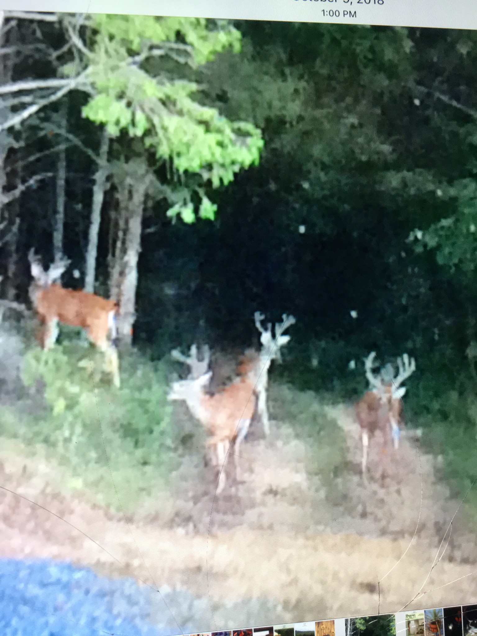 225 Kelso Smithland Rd