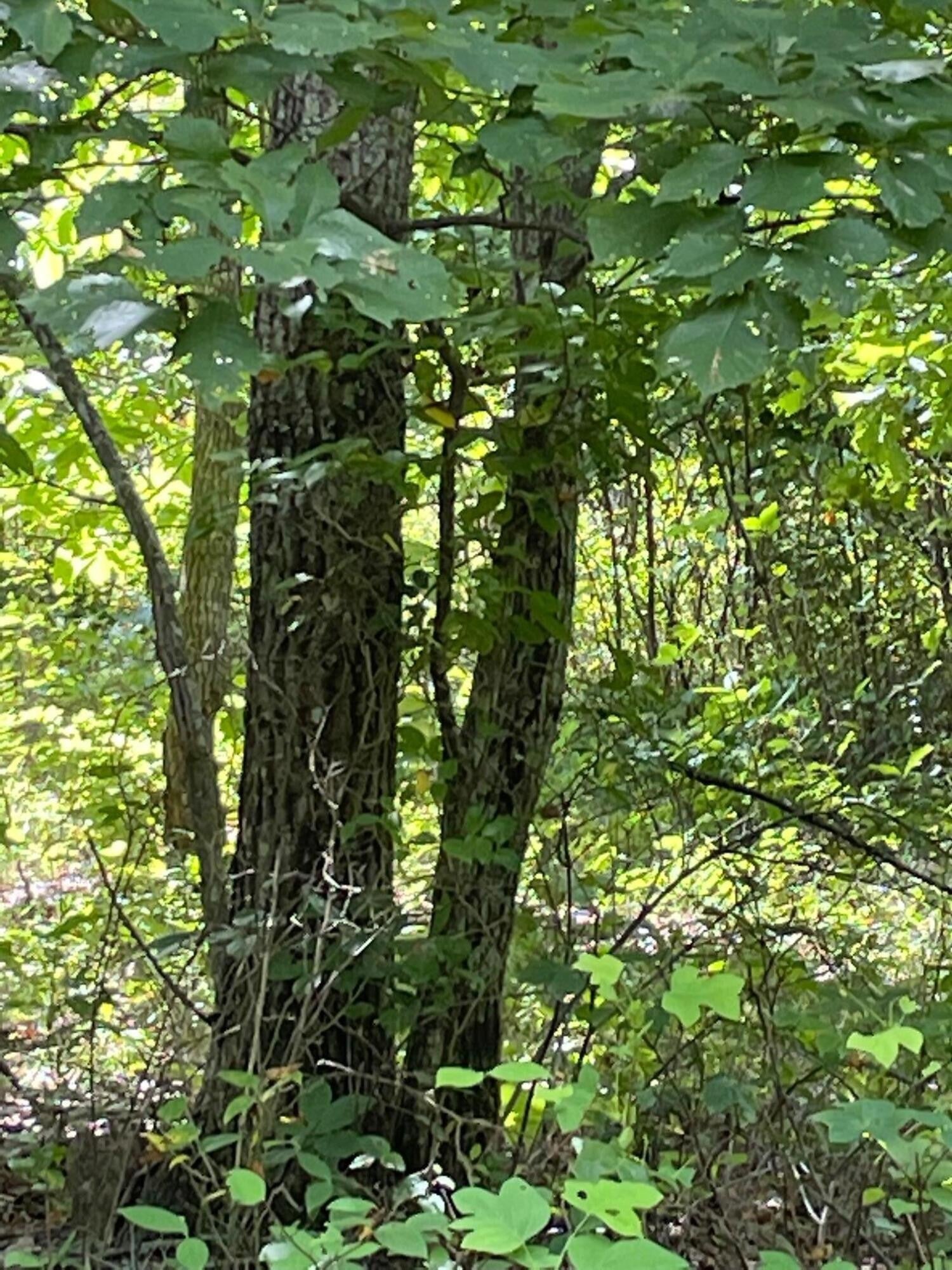 0 Roaring Creek Road
