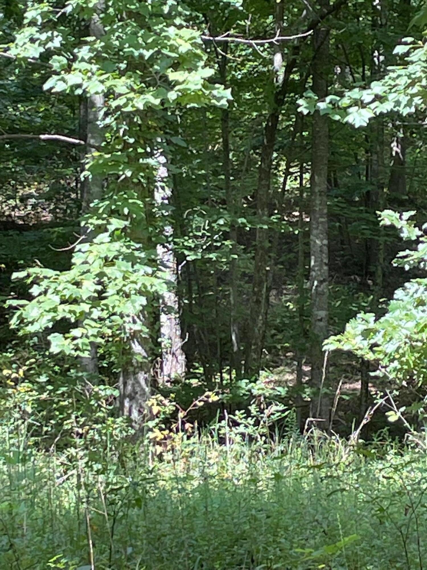 0 Roaring Creek Road