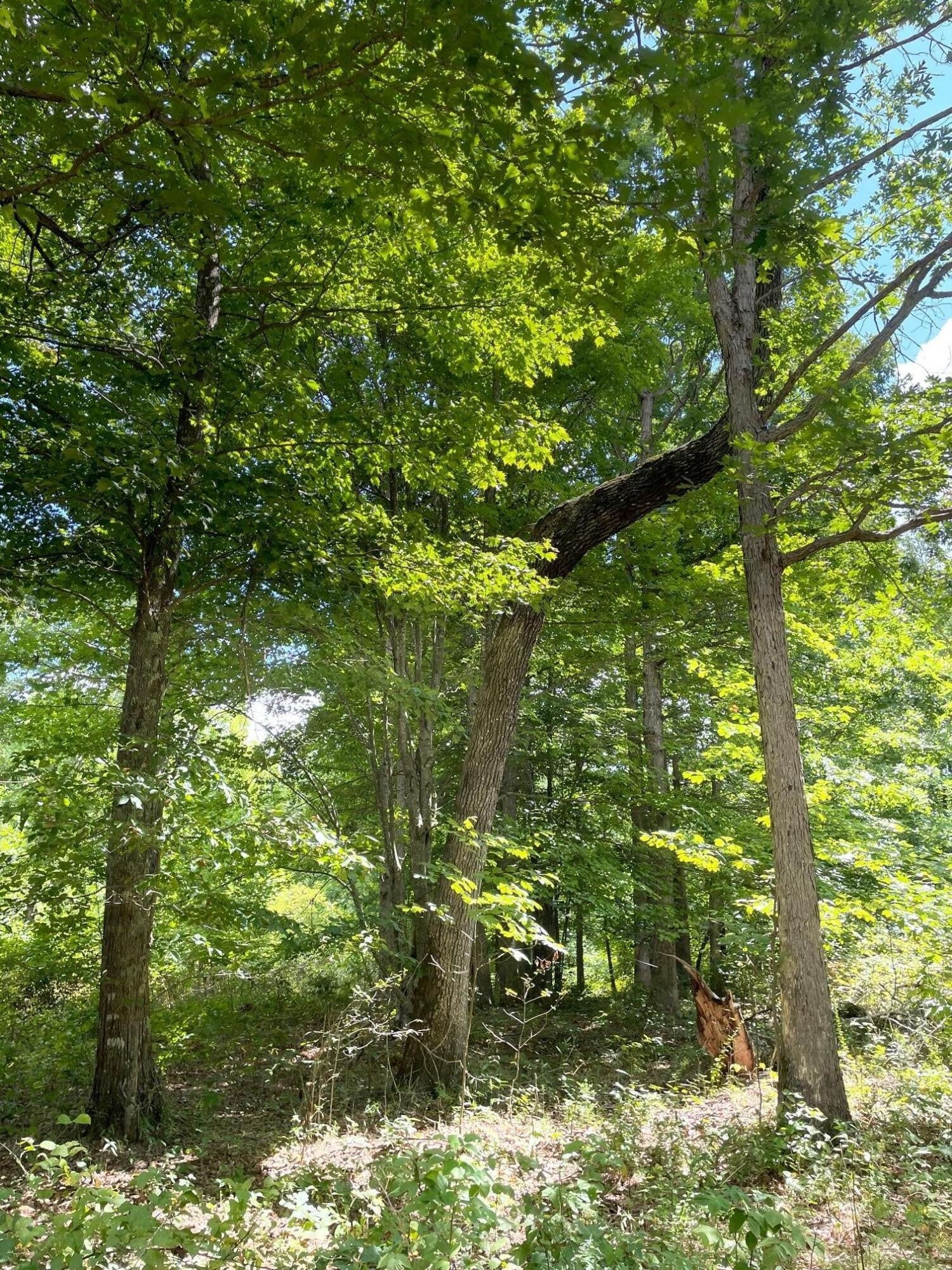 0 Roaring Creek Road