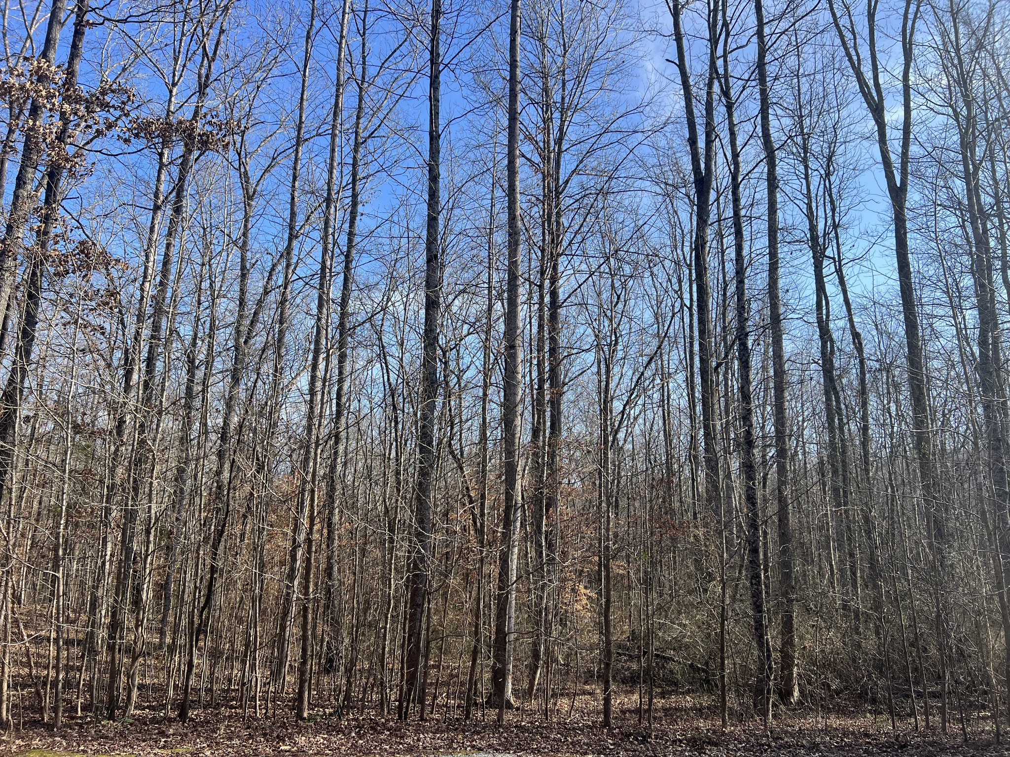 240 War Eagle Dr Lot 121