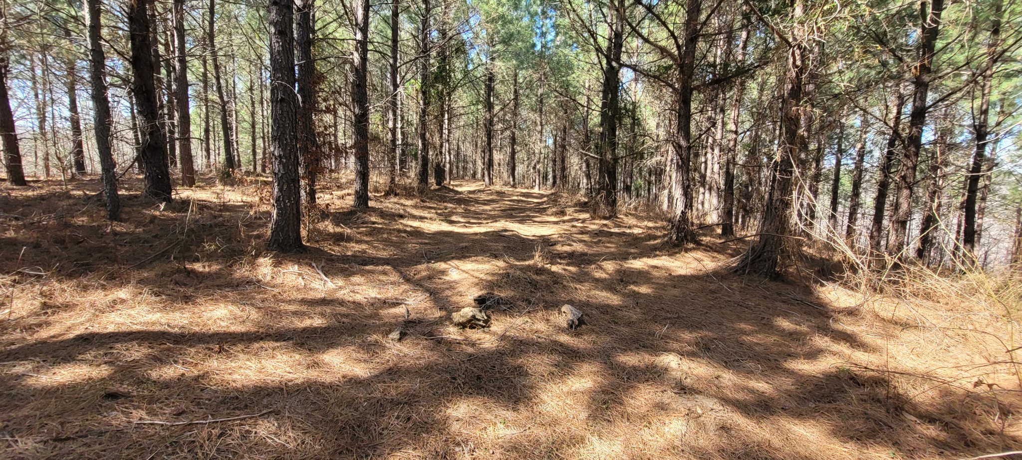 1 Saddleback Dr