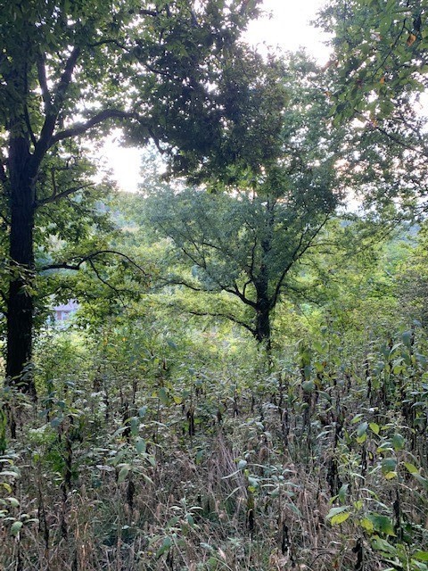340 Cortner Hollow Rd