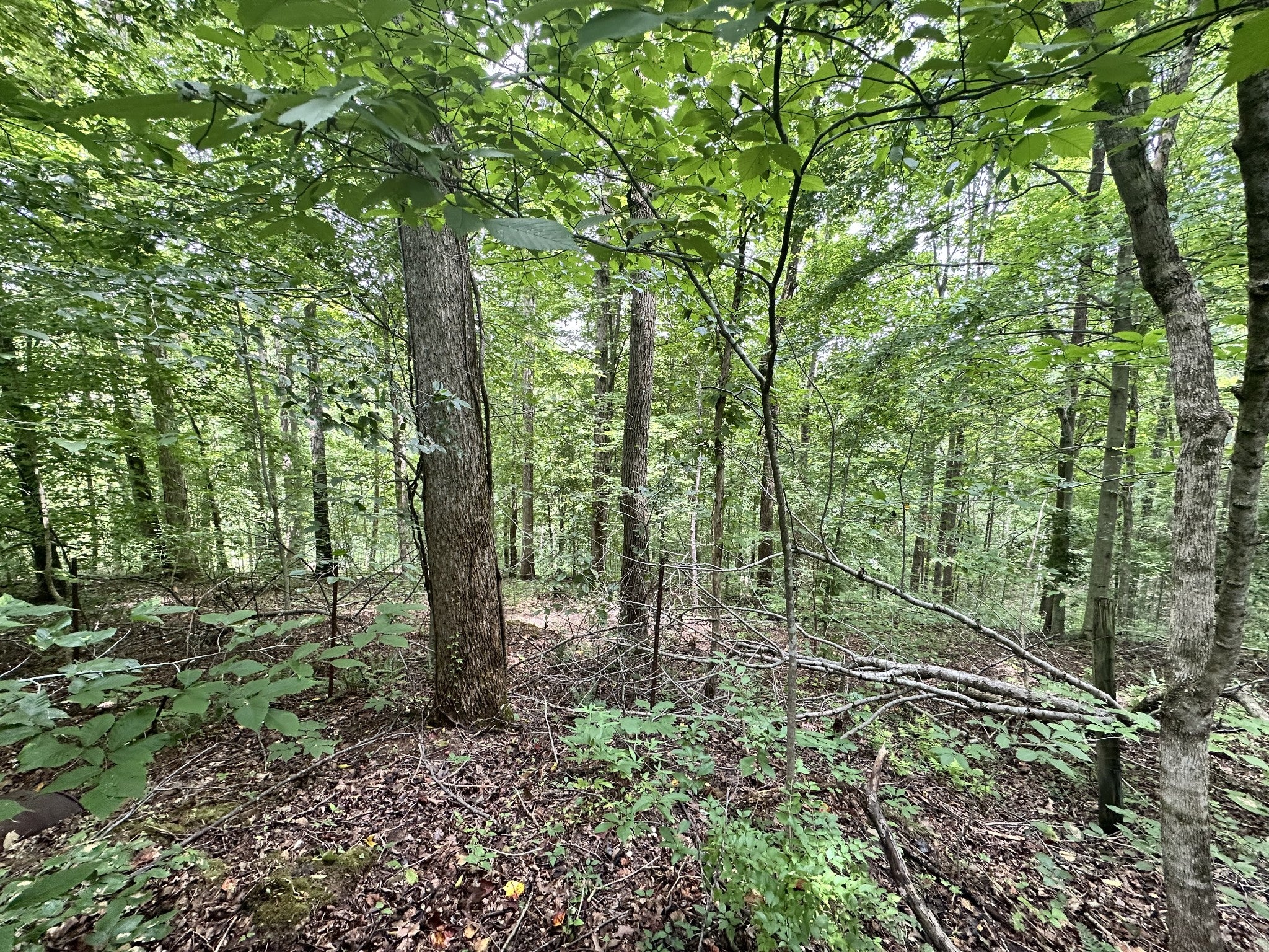 0 Les Hughes Rd, Fairview TN 37062 0-bed lot, photo 3 of 44