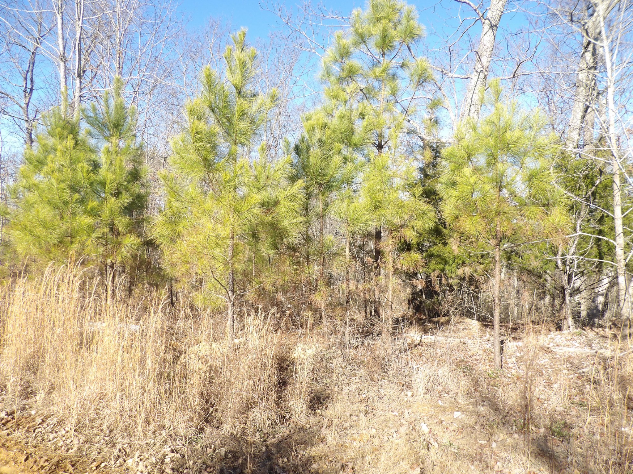 0 Smith Cemetery Lane