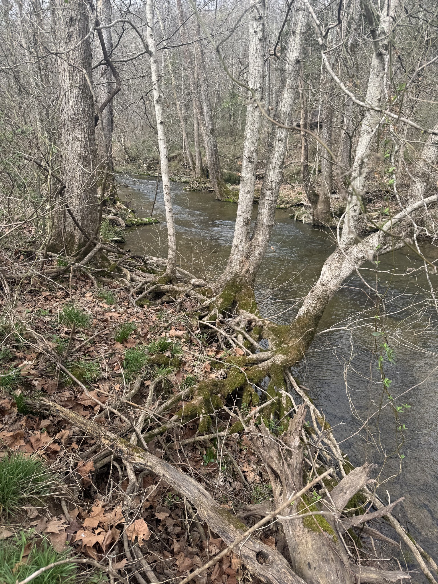 1234 Puncheon Creek Road