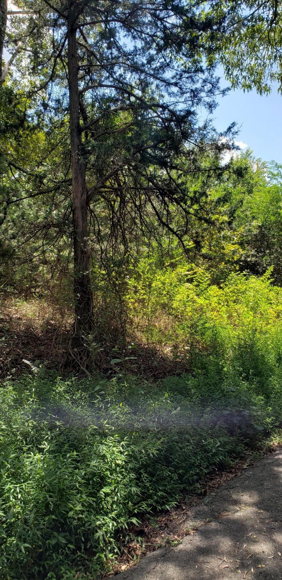 0 Treeline Drive