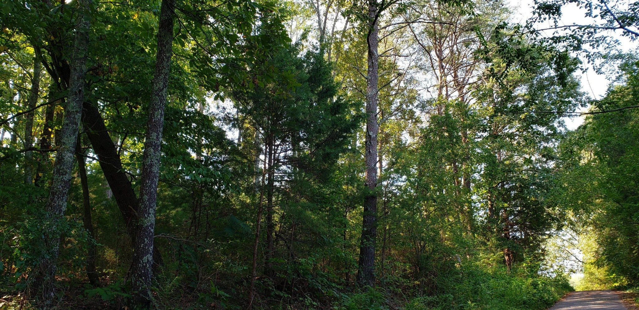 0 Treeline Drive