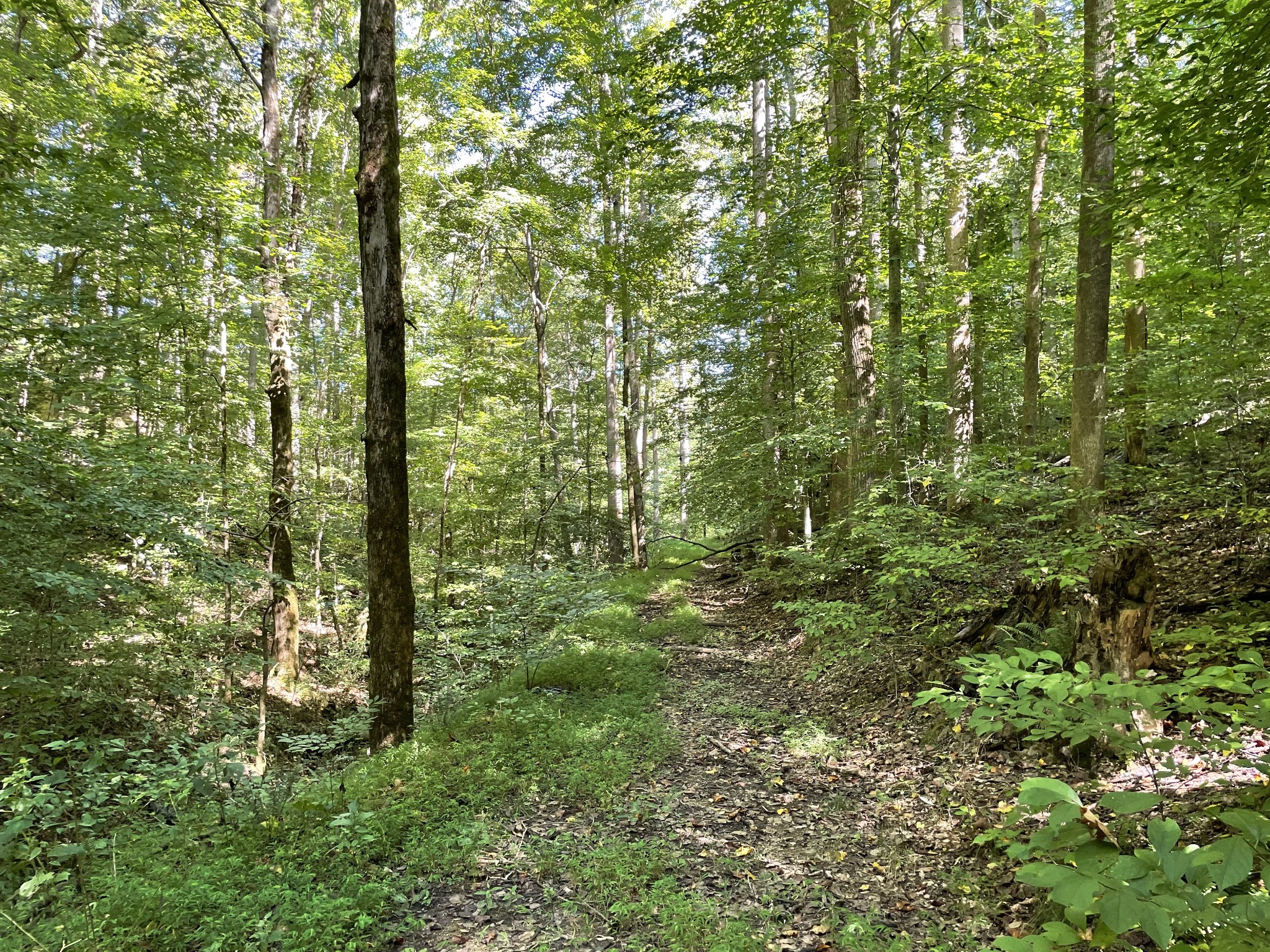 740 Hogans Branch Rd