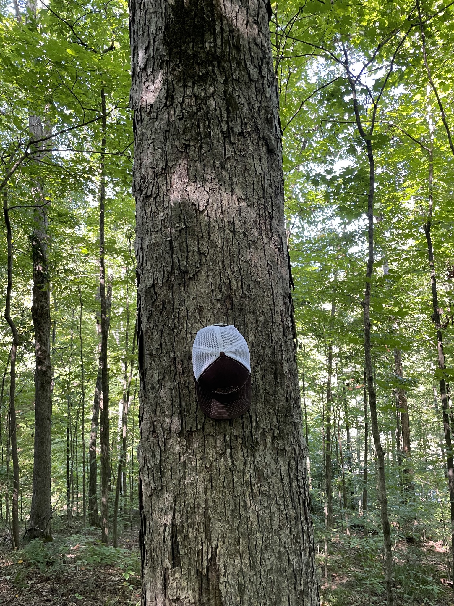 740 Hogans Branch Rd