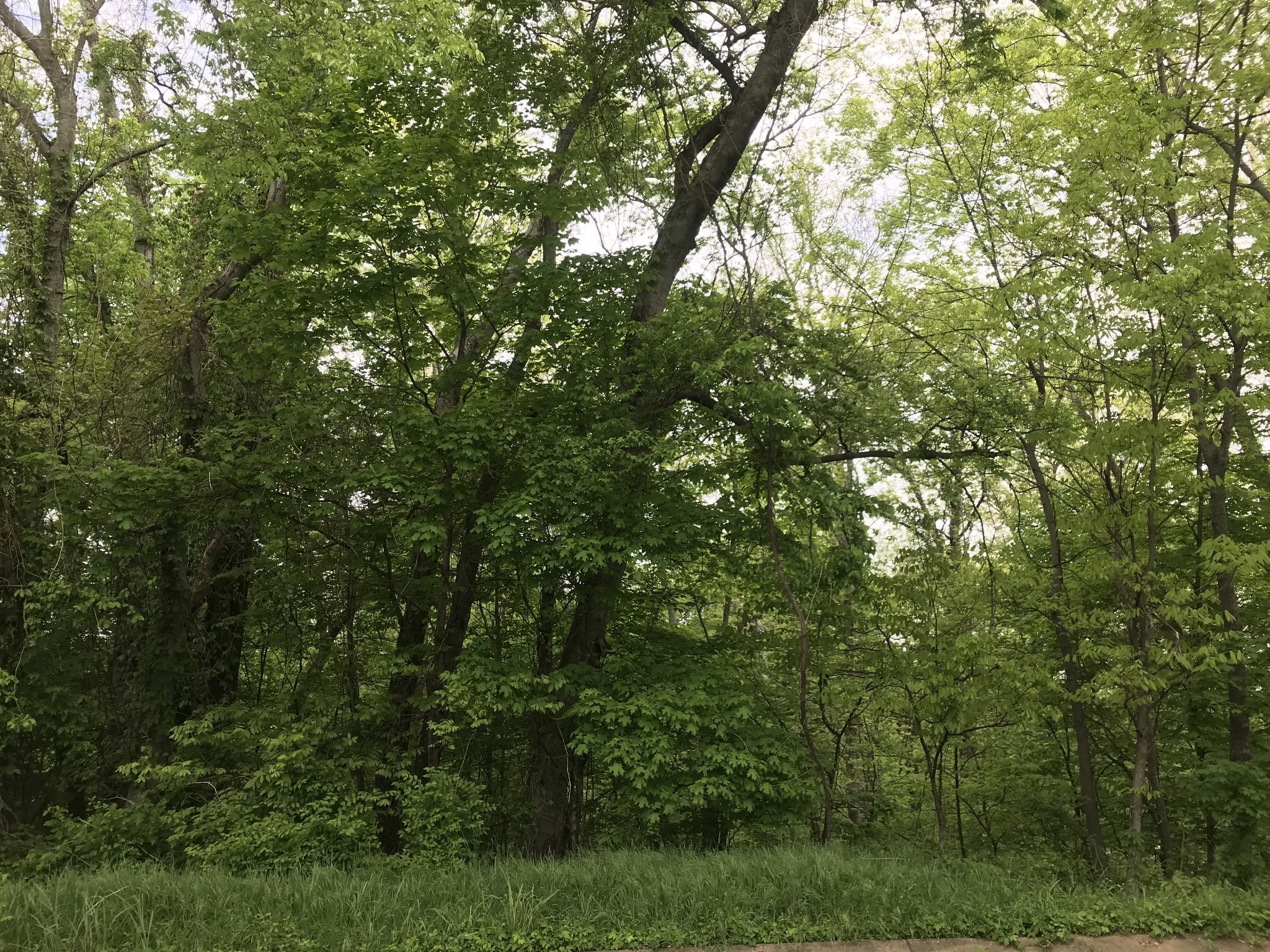 1915 Appomattox Dr