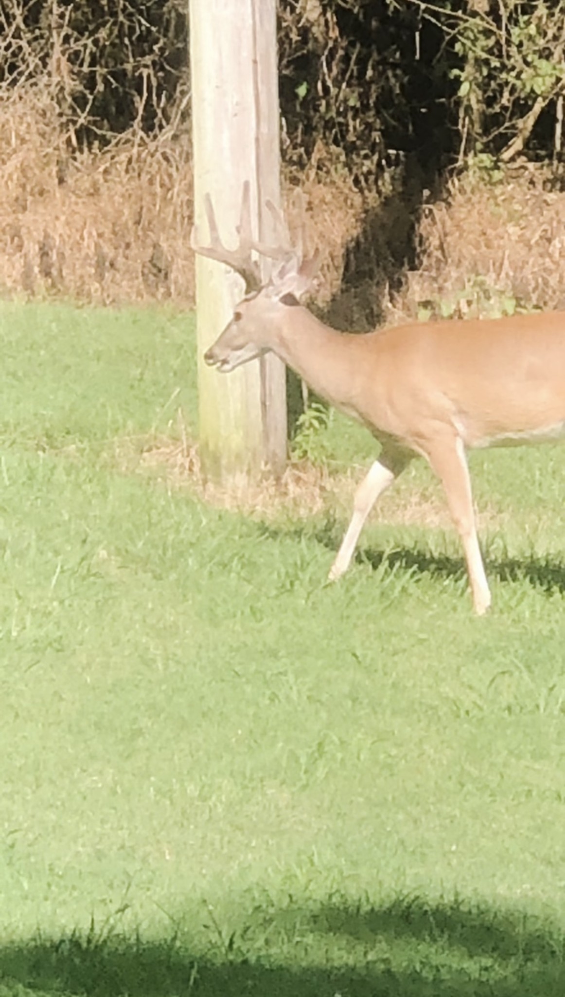 1302 Coosie Branch Rd