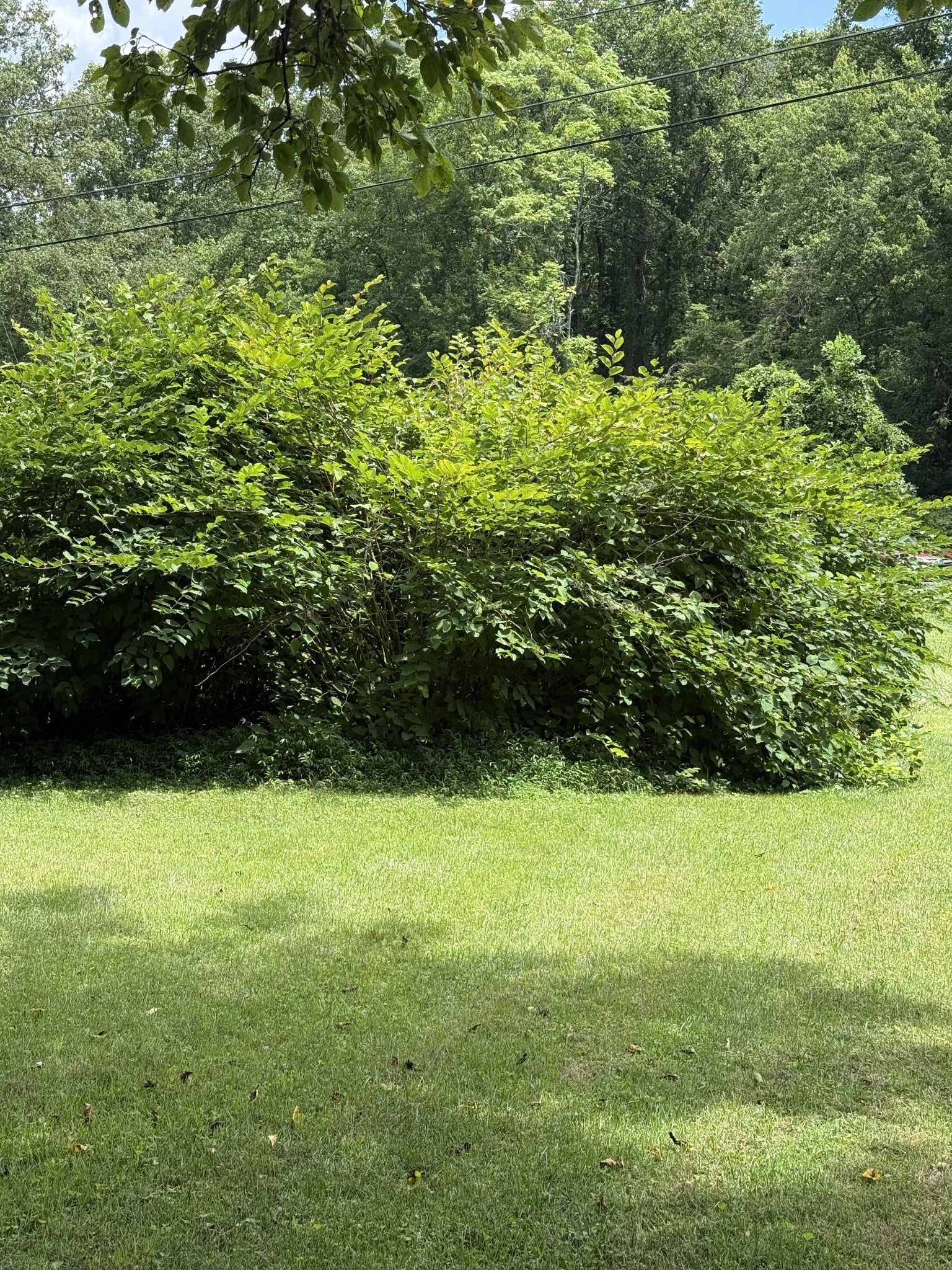 12147 Sewanee Hwy