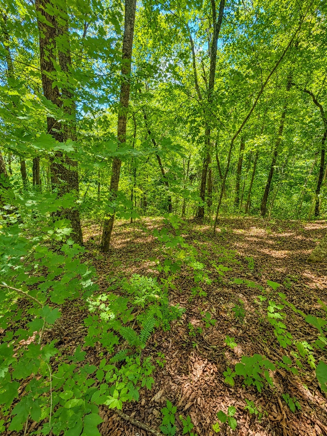 0 Woodcrest Dr
