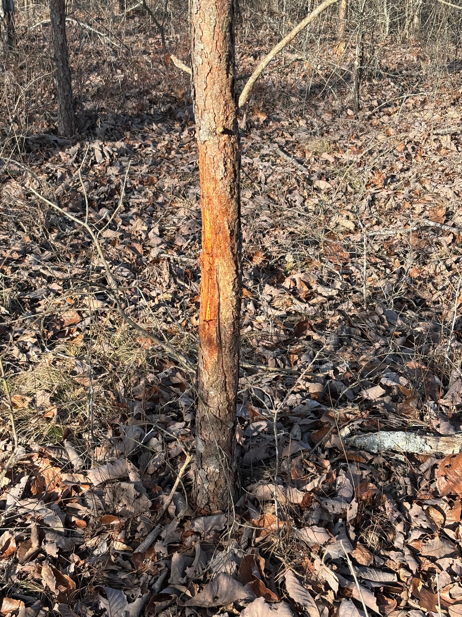 417 Sugar Tree School Rd