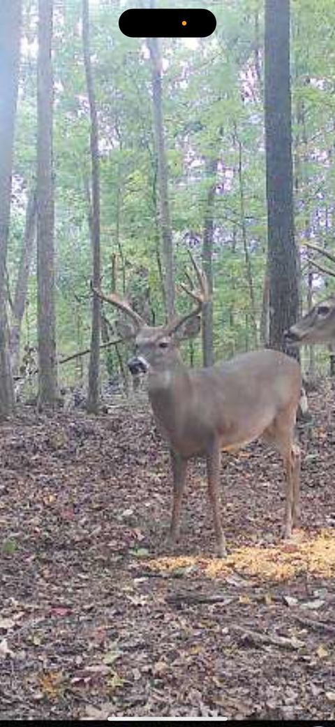 0 Rose Hill Rd Pulaski TN 38478