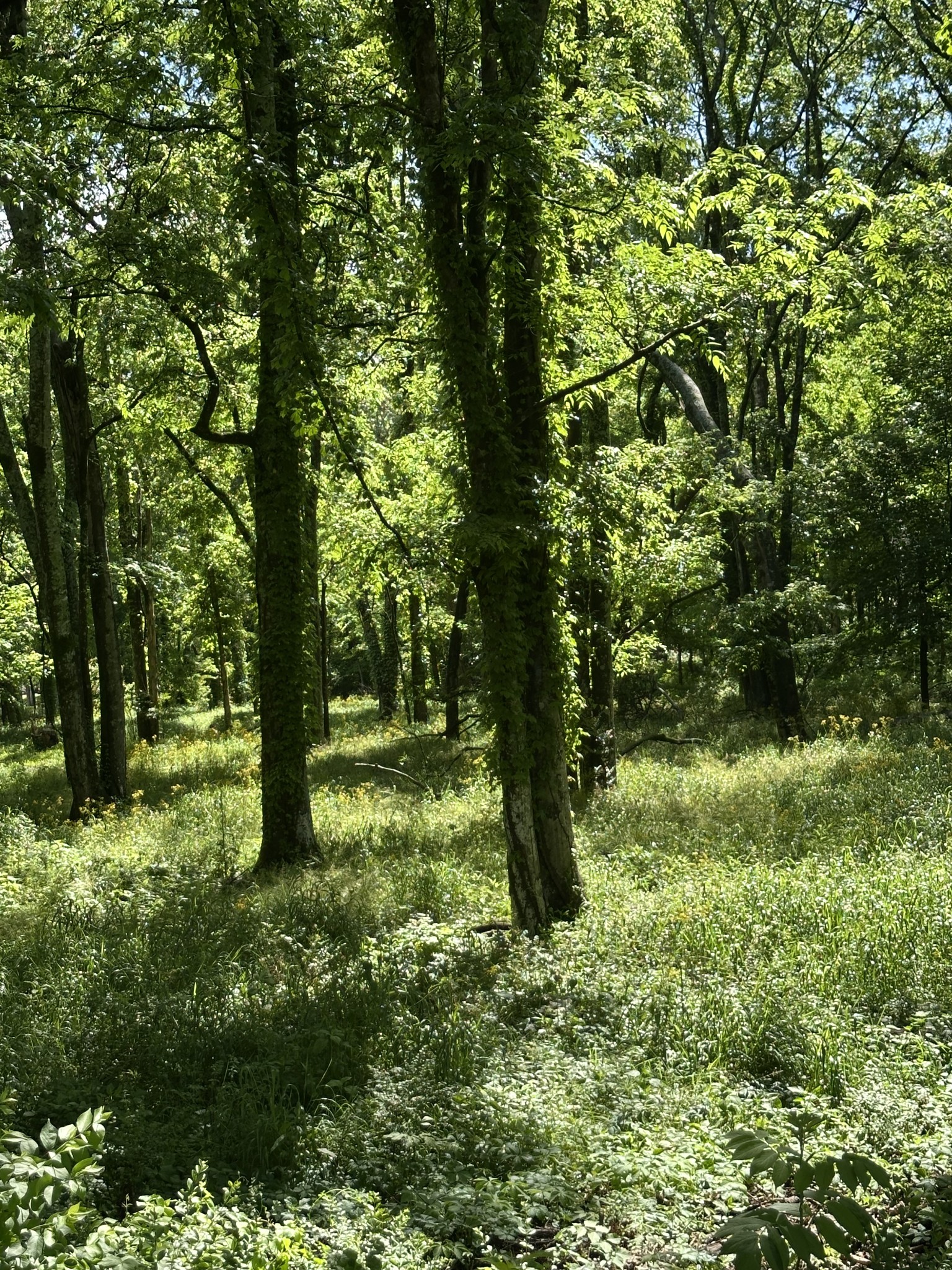 Listing image 6