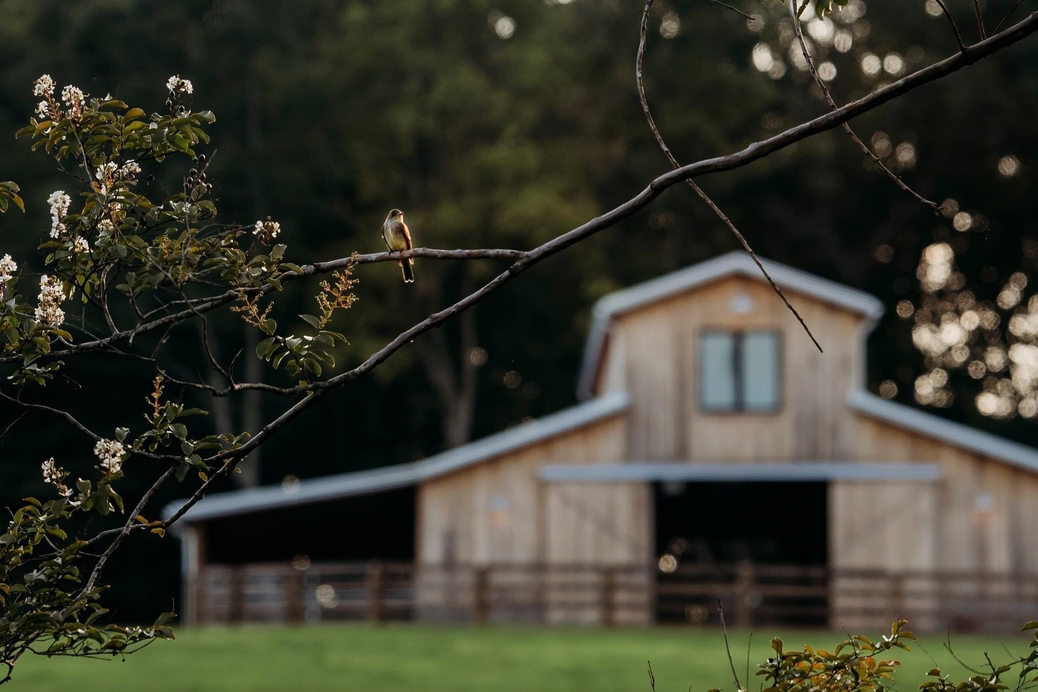 Cedar Hill, Tennessee 37032, United States, ,Residential,Active,246611