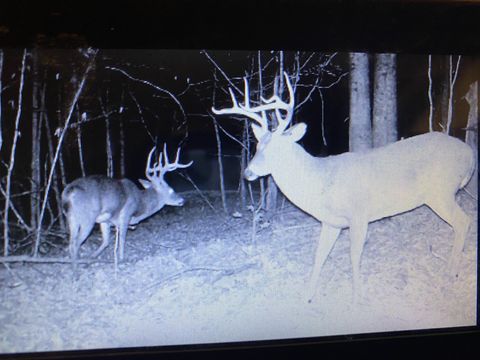 5273 Sinking Creek Rd Linden TN 37096