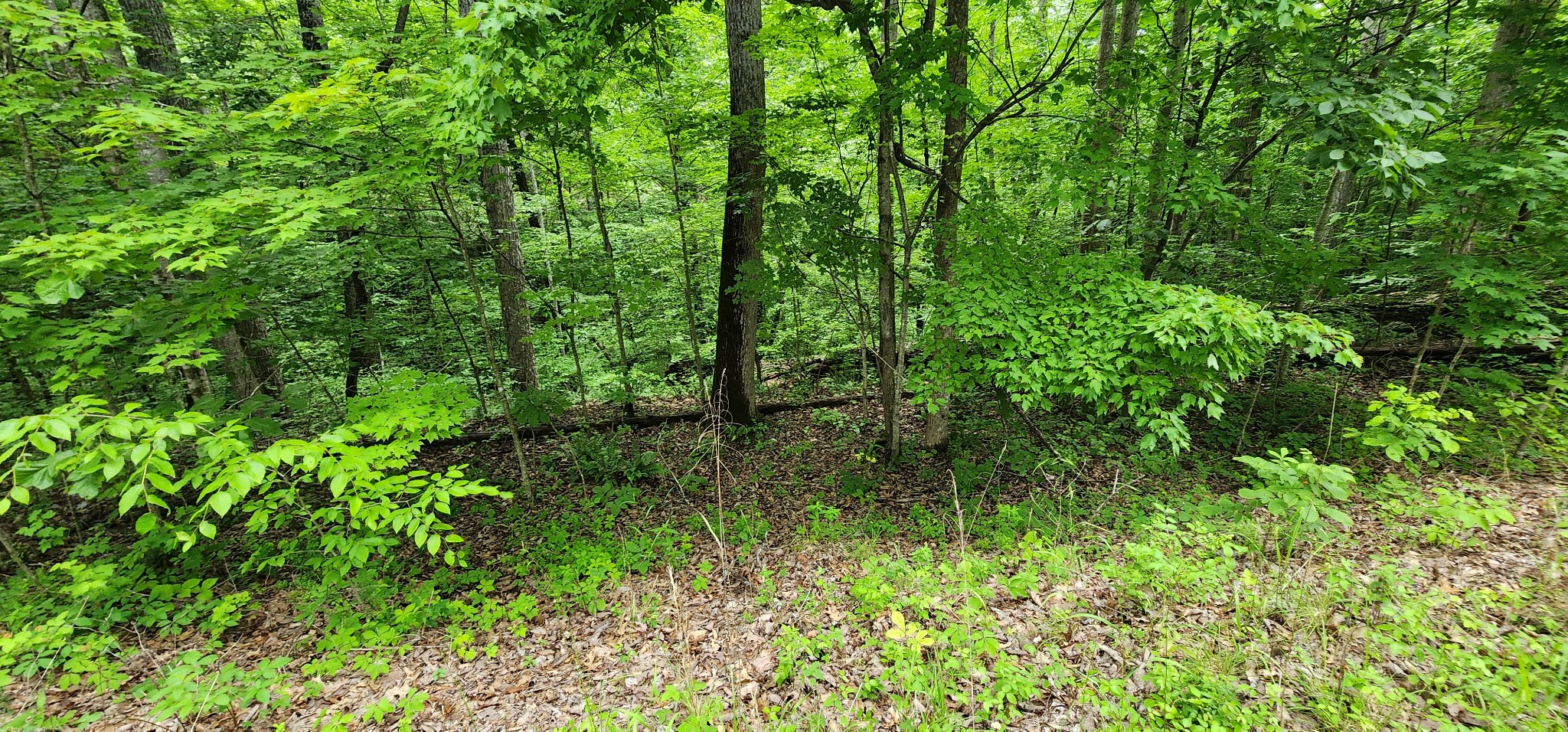 0 Poplar Pl