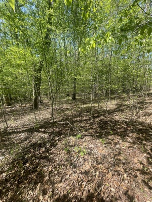389 EXCALIBUR TRL, CEDAR GROVE, TN 38321 - Image db6a2b64e66935e8bf0cc0b63006ef5d/443099553
