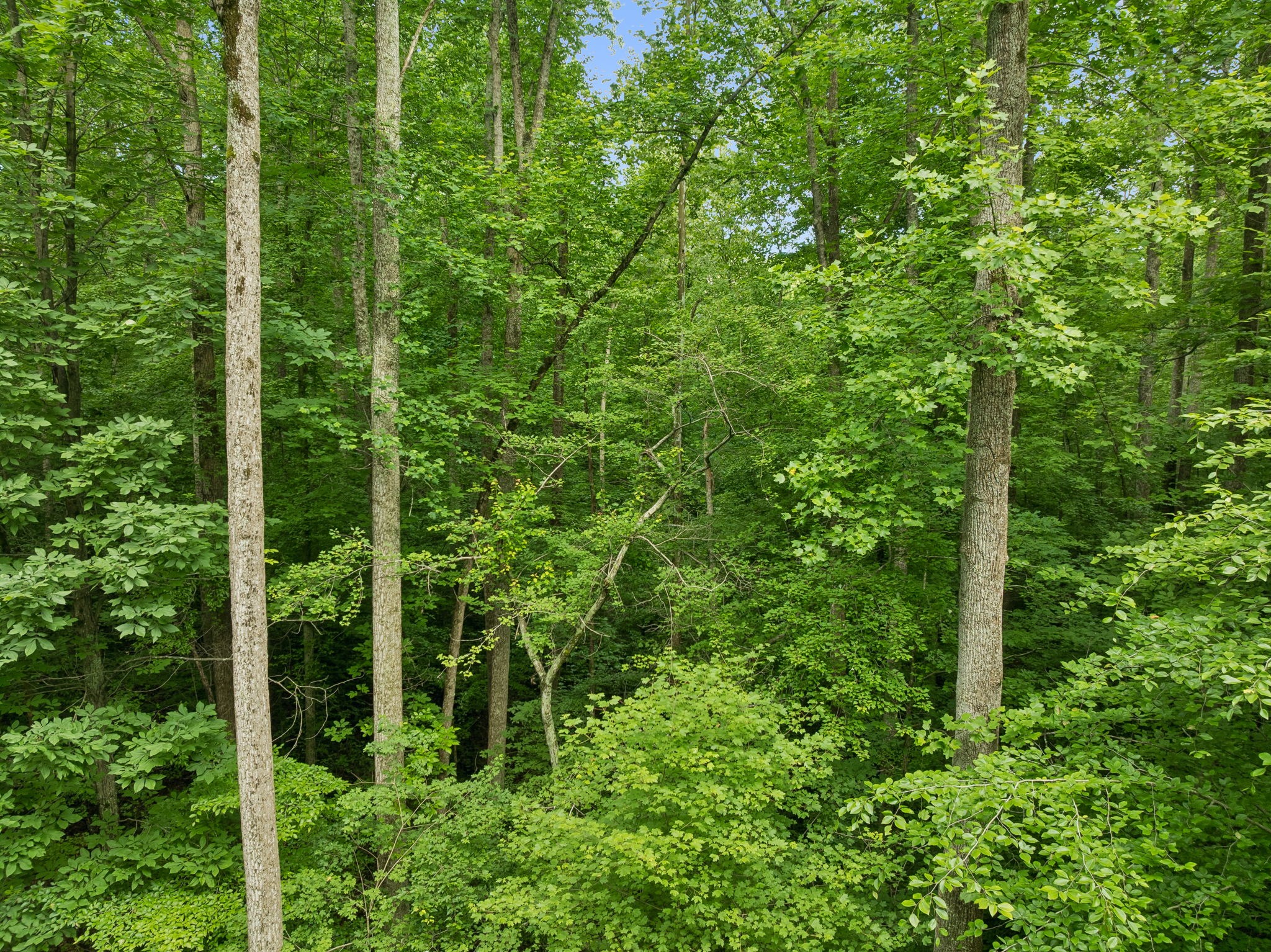 0 Davis Hollow Rd, Franklin TN 37064 0-bed lot, photo 3 of 30