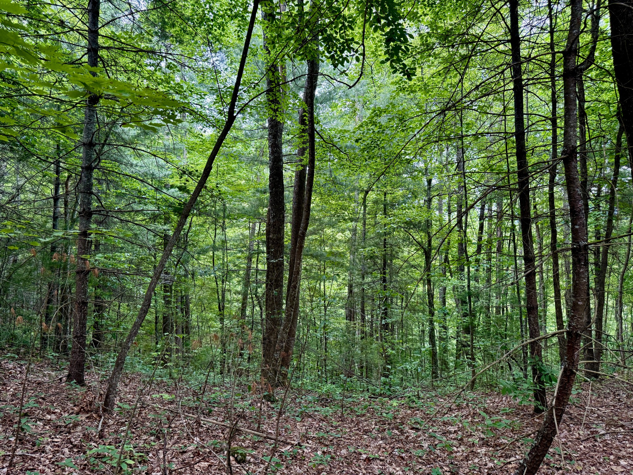 1 Ridge Hollow Rd