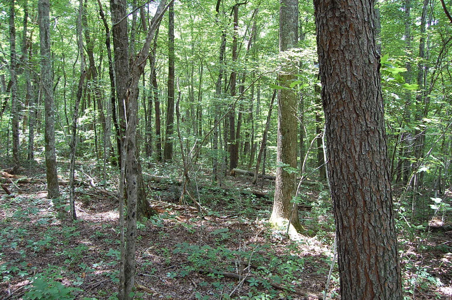 10 Laural Brook Road