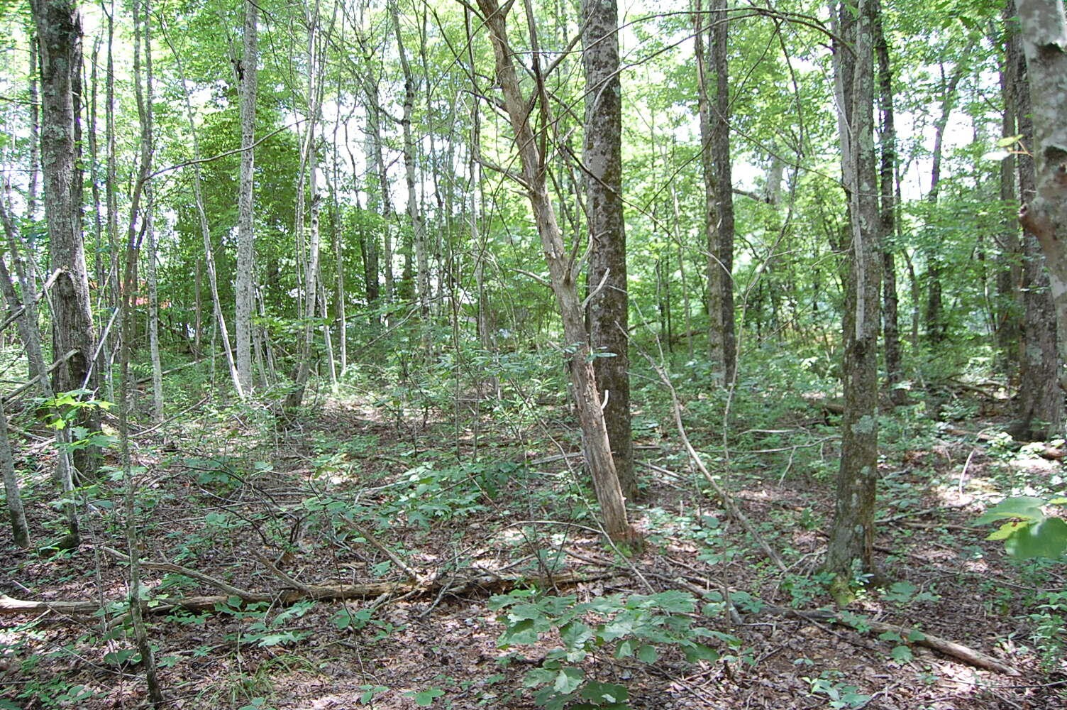 10 Laural Brook Road