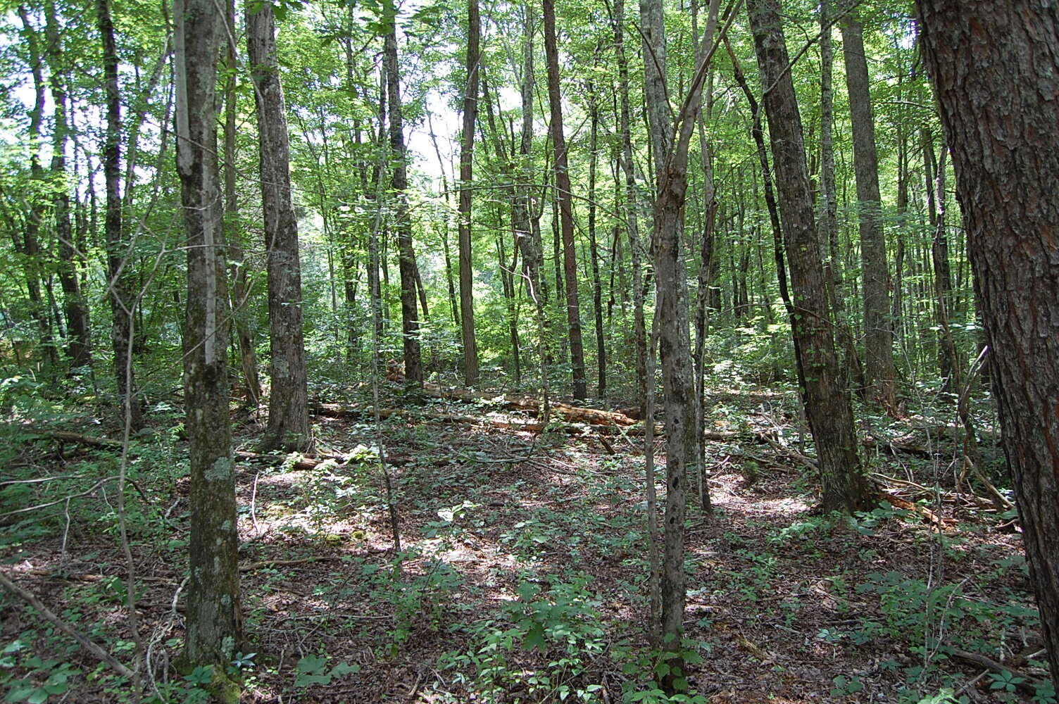 10 Laural Brook Road