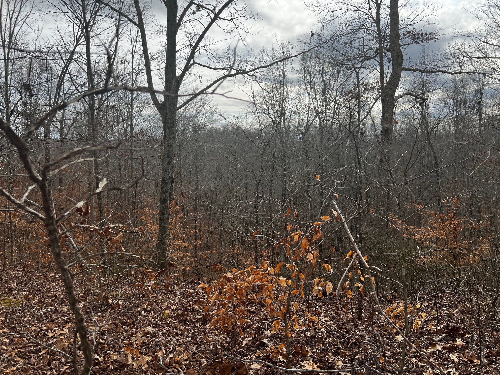 610 Bumpus Mills Rd