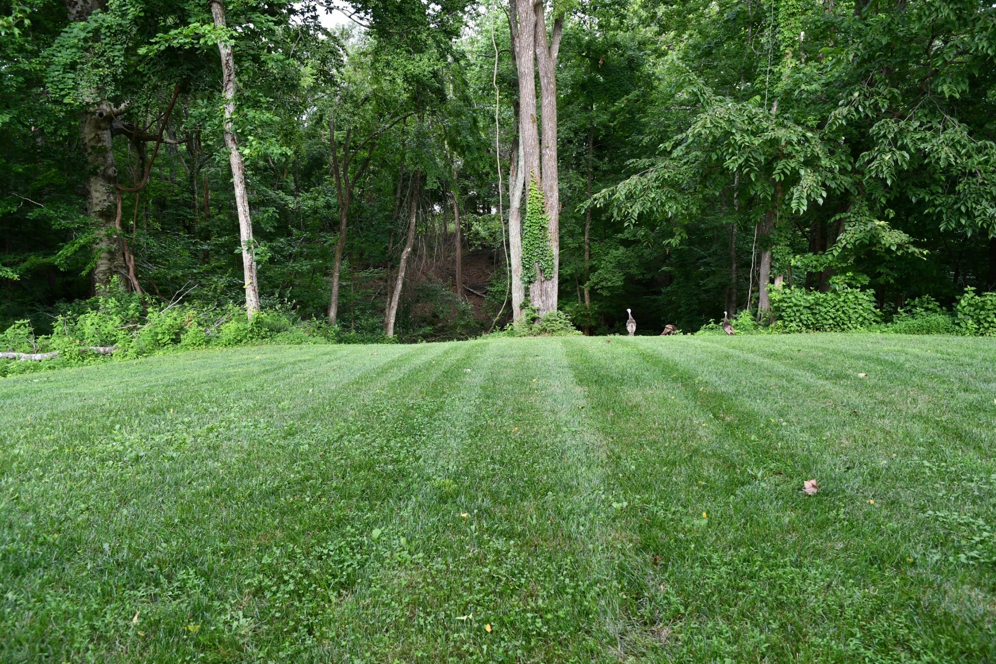 124 Grayson Ln