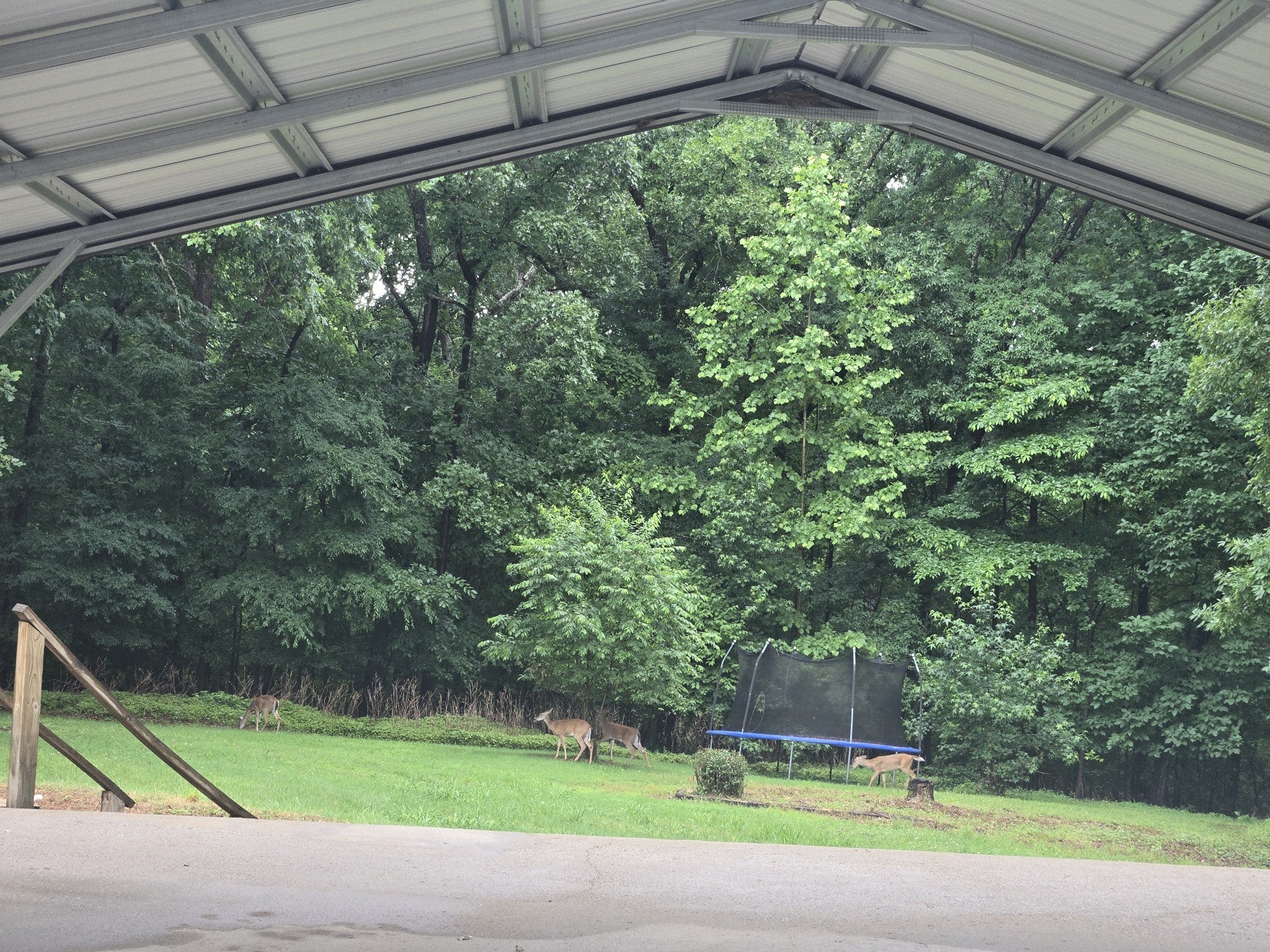 955 Dogwood Dr