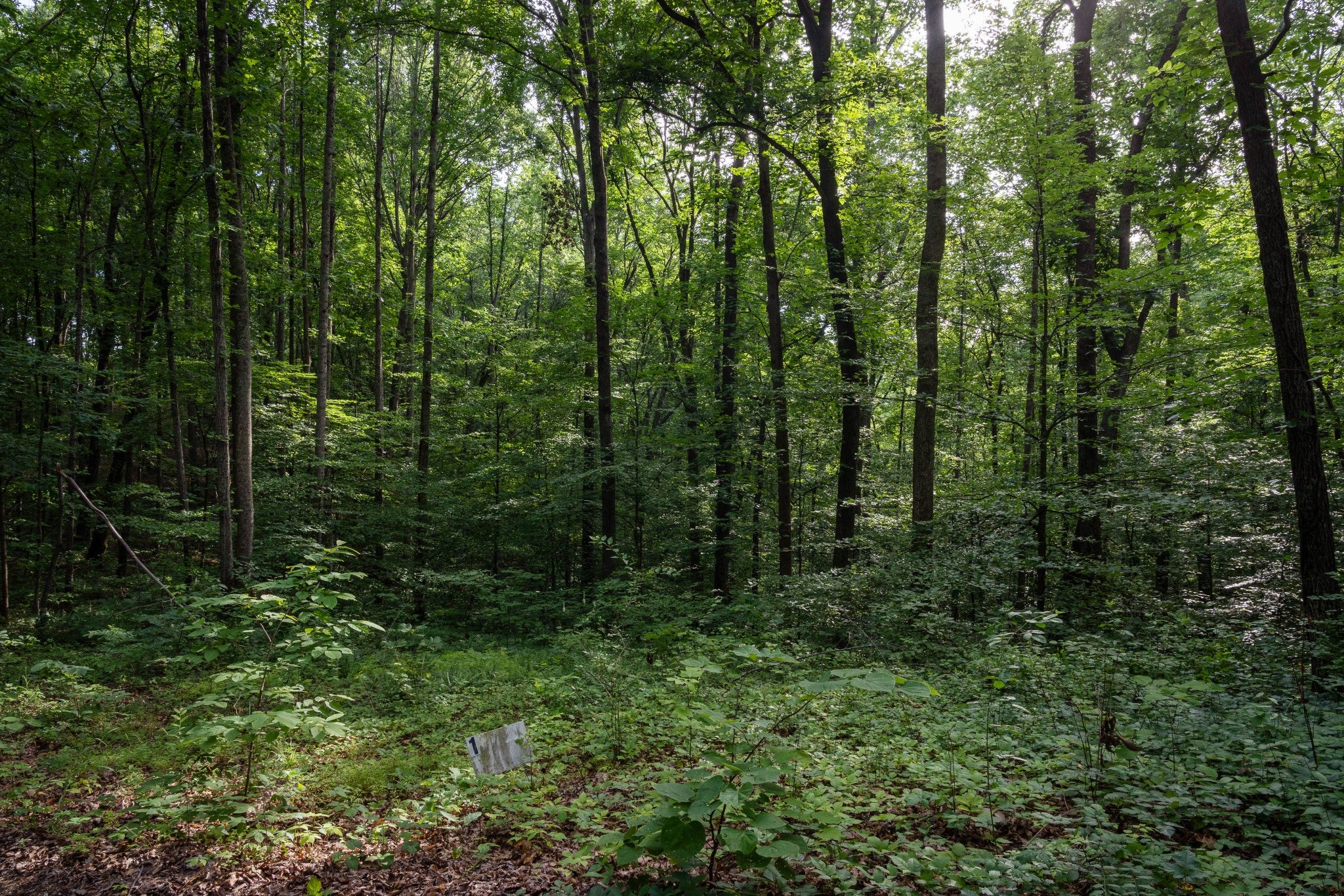 lot for sale in Franklin, TN 37064, 5010 Chinkapin Ln 5010 Chinkapin Ln, Franklin TN 37064 lot, photo 5 of 26