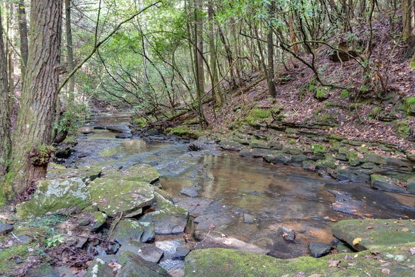 308 TIMBERWOOD TRCE, MONTEAGLE, TN 37356 - Image e0ce4dba6877d9ae55c5d3083089bac3/2178238971