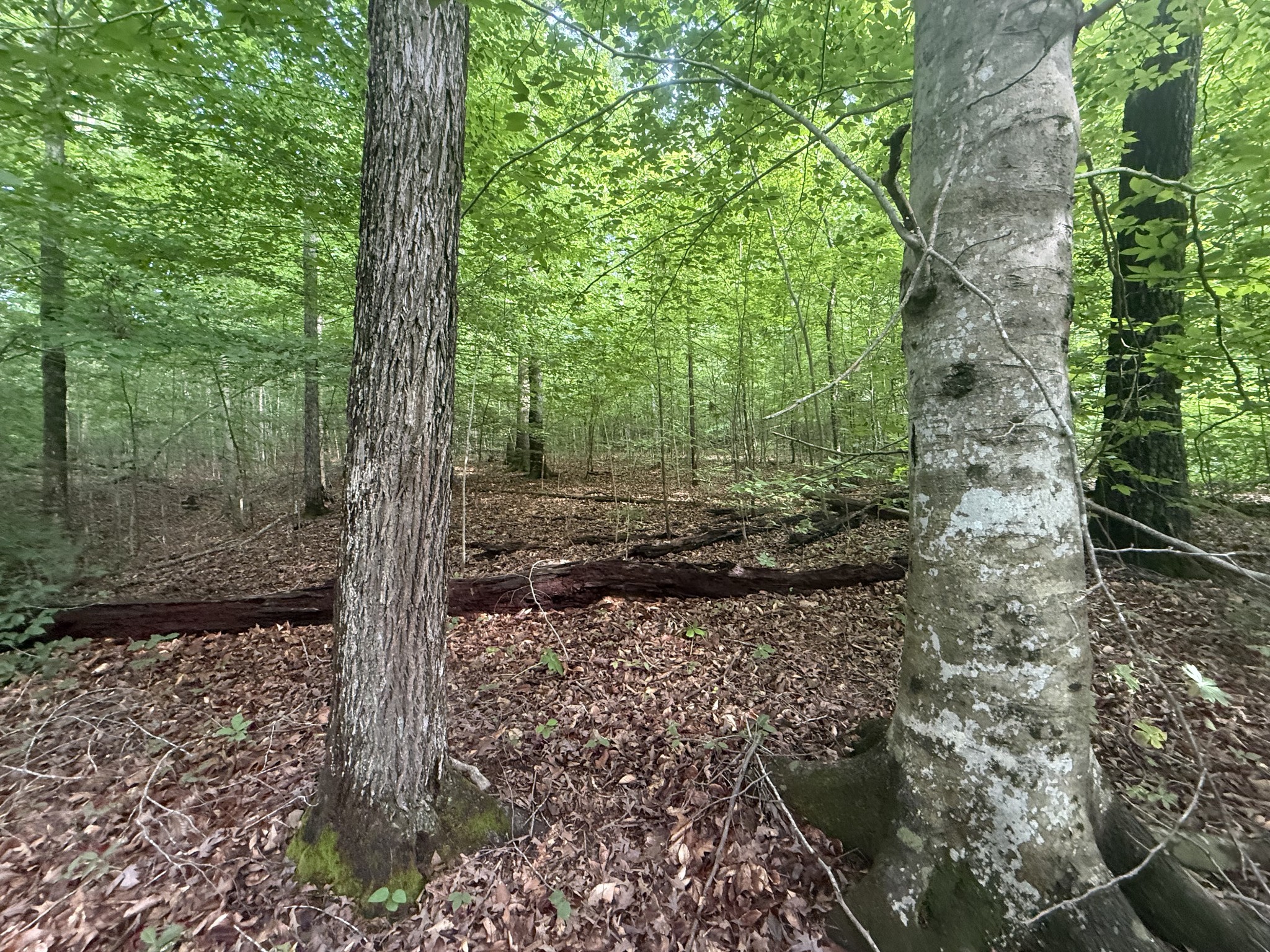 0 Caney Branch Rd